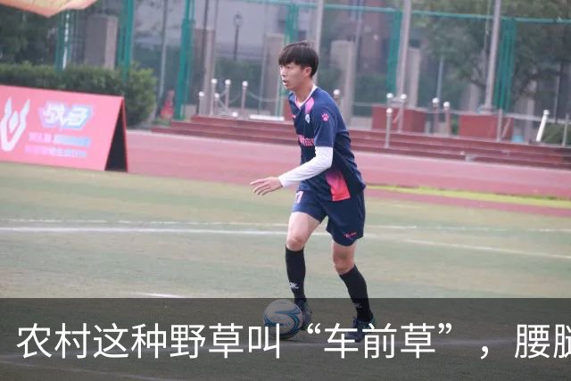 农村这种野草叫“车前草”,腰腿疼用它煮水喝有奇效,很多人不知道